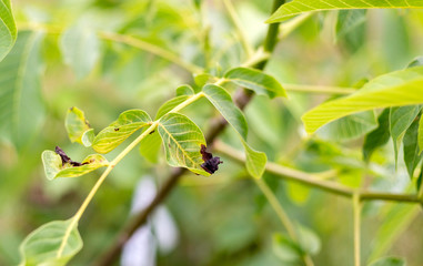 Walnut disease freezing leaves