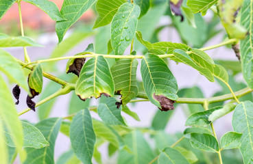 Walnut disease freezing leaves