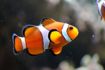 clownfish anemonefish fish stock, photo, photograph, image, picture, 
