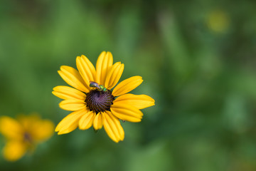 Rudbeckia