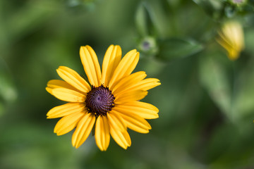  Black-eyed-Susan
