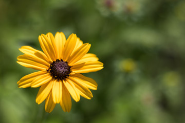 Rudbeckia hirta