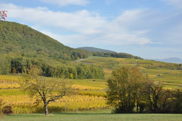 Obraz premium Vignoble en automne