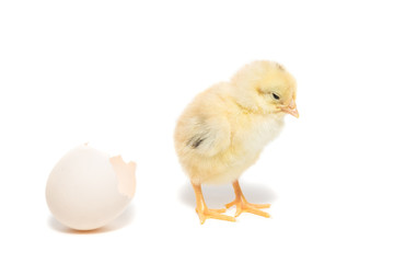 Obraz premium Chicken hatched from the shell