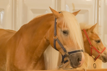 Close up of horse head , stallion horse breed haflinger in stable