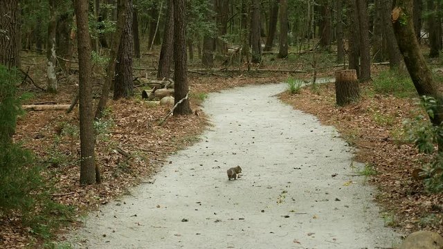 A walking path with a squirrel in a forest.