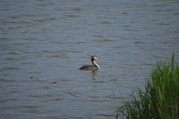 Grèbe huppé (Podiceps cristatus)