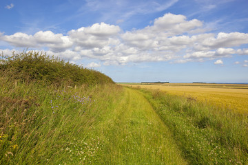 minster way and wildflowers