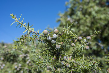 Fruits and leaves of Prickly juniper, Juniperus oxycedrus. Photo taken in Hoyo de Manzanares, province of Madrid, Spain
