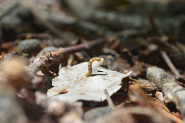 Bird-cherry ermine