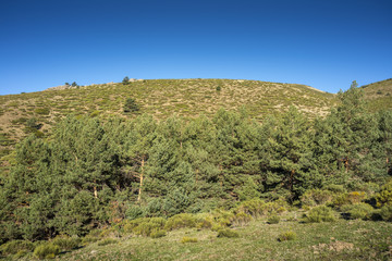 Fototapeta na wymiar Padded brushwood (Cytisus oromediterraneus and Juniperus communis) and Scots pine forest (Pinus sylvestris) near Hornillo Stream, in Guadarrama Mountains National Park, Spain