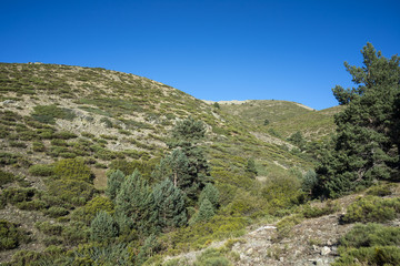 Padded brushwood (Cytisus oromediterraneus and Juniperus communis) and Scots pine forest (Pinus sylvestris) near Hornillo Stream, in Guadarrama Mountains National Park, Spain