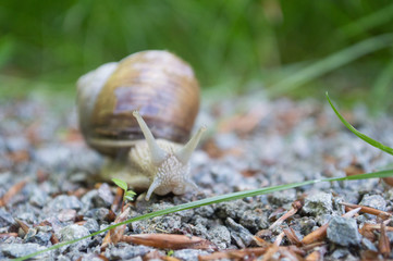 Cernuella virgata vineyard snail