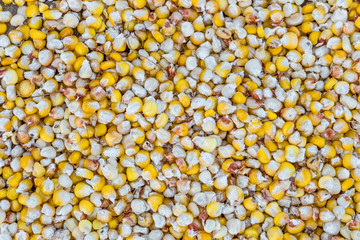 Dried grains of corn crop. Agricultural background.