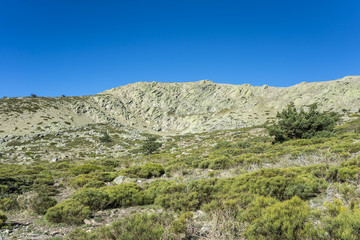 Fototapeta na wymiar Padded brushwood (Cytisus oromediterraneus and Juniperus communis) next to the Pico del Nevero (Snowfield Peak; 2.209 metres), in Guadarrama Mountains National Park, Spain