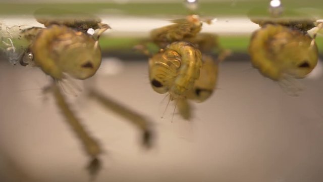 mosquito larvae and Pupa