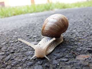 Snail 