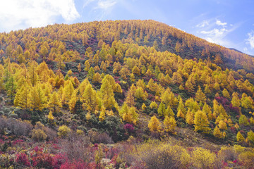 Many beautiful colorful yellow orange autumn trees growing on a mountain hill at midday in China.