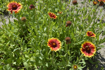 Gaillardia pulchella - beautiful bright red and yellow flowers