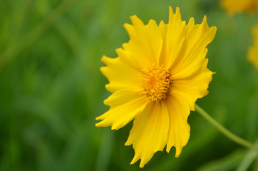 Profile yellow  flower. Blurry background. Warm colors