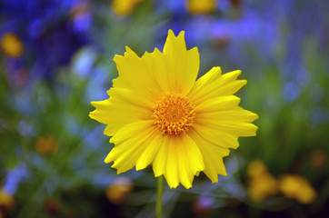 Front face yellow flower. Color blurry background.