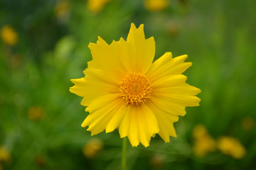 Front face yellow  flower. Blurry background. Warm colors