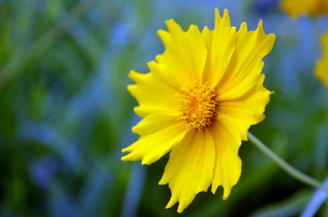 Profile yellow flower. Color blurry background.