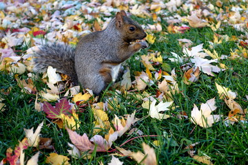 Squirrel eating nut on the grass with beautiful maple leaves