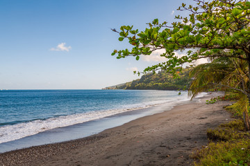 Fototapeta na wymiar Trees in the Beach, Grenada, Caribbean