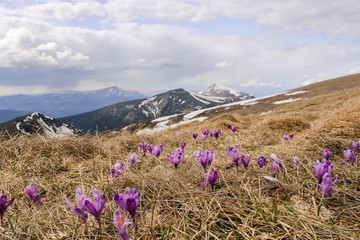 Alpine crocuses blooming in the mountains of the Carpathians on top of the mountain. Fresh beautiful purple flowers