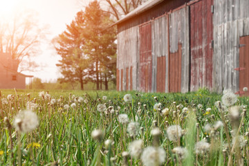 Historic old farmhouse and rustic faded barn with dandelion seeds blowing in the wind and farmhouse...