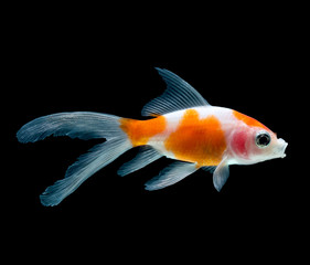 Goldfish isolated on black background