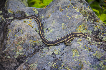 Obraz na płótnie Canvas Garter Snake