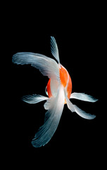 Naklejka premium goldfish isolated on black background