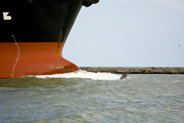 barco y delfin © caroga