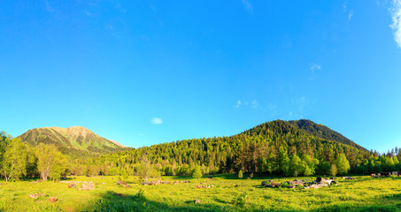 Fototapeta na wymiar Meadow near the mountains Arkhyz. The beautiful panorama summer landscape with forest mountain.