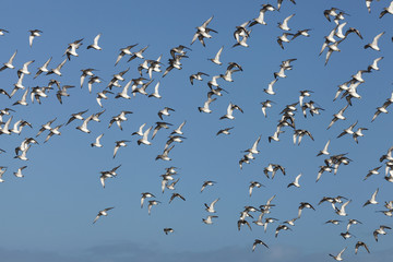 Flock of birds in a blue sky
