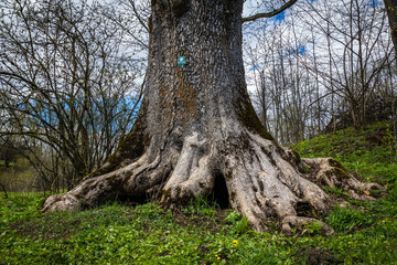 Fototapeta premium Tree (Fraxinus excelsior) - natural monument near Hancza lake, Podlasie, Poland