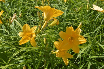 Stella d'Oro beautiful yellow lilies