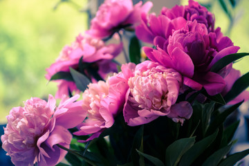 Purple and pink peonies with blurred background. Flowering fuchsia peonies, blossoming. Romantic bouquet of lovely flowers for cards, invitations, covers, design, interior, prints, wallpapers, home.