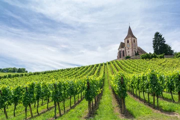 Zelfklevend Fotobehang wijngaard en middeleeuwse kerk in de Elzas, Frankrijk © lukaszimilena