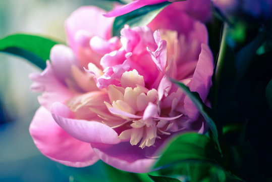 Blossoming peony macro with blurred background for prints, posters, design, covers, wallpapers. Nice garden flower. Spring and summer plants. Artistic photo with fuchsia flower for interior, cards.