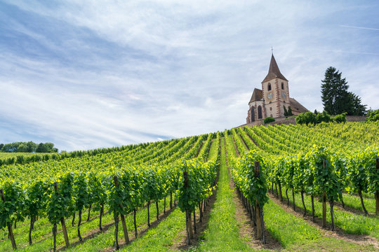 vineyard and medieval church in Alsace, France