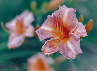 Fototapeta na wymiar Pink orange flower