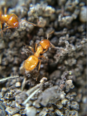 Ant Close -Up