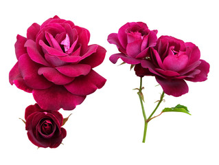 Roses of burgundy color, isolated on white background.