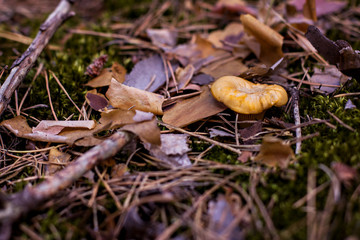 Mushroom chanterelle grows into the forest.