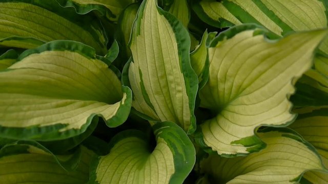 Fresh green leaves of hosta plant in the garden waving in the wind. Video footage shooting of static camera.