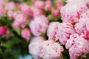 Beautiful peonies in flower shop