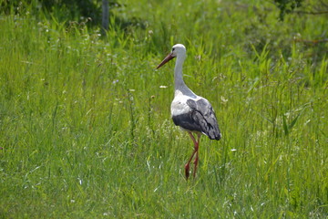 Fototapeta premium Storch